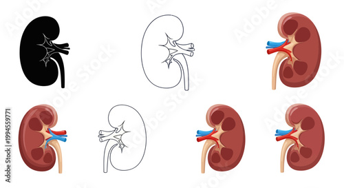 Human Kidney Anatomy Illustration: Silhouette, Outline, and Realistic Cross-Section
