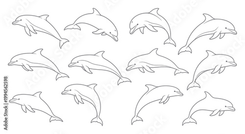 Dolphin Outline Collection: Swimming and Jumping Marine Mammals
