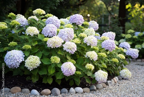 A large hydrangea bush with pink and white flowers is in a garden setting.