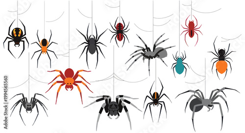 Diverse Spiders Hanging on Webs Collection