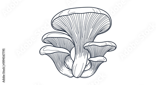 Oyster Mushroom Illustration, Hand-Drawn Sketch, Edible Fungus, Isolated