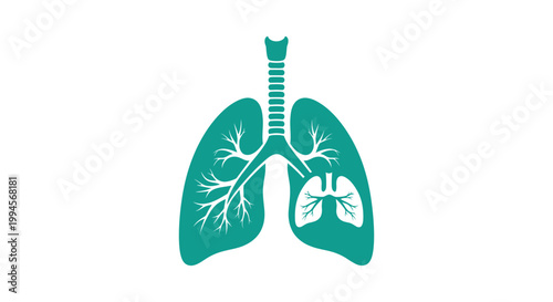 Anatomical illustration of healthy human lungs in a teal color over a white background