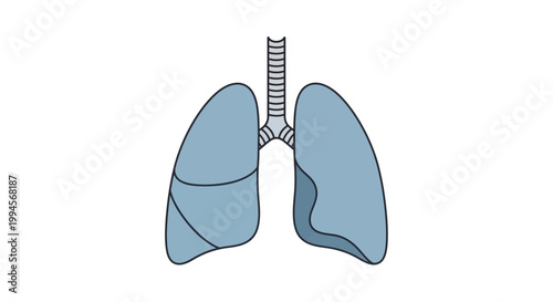 Anatomical illustration of human lungs in a simplified, clear, and medical diagram style