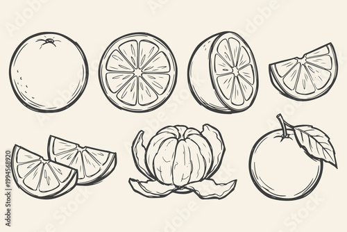 Hand drawn citrus fruit elements set with whole orange, sliced orange, wedges, peeled tangerine and leaf in line style.