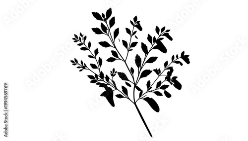 silhouette of a plant