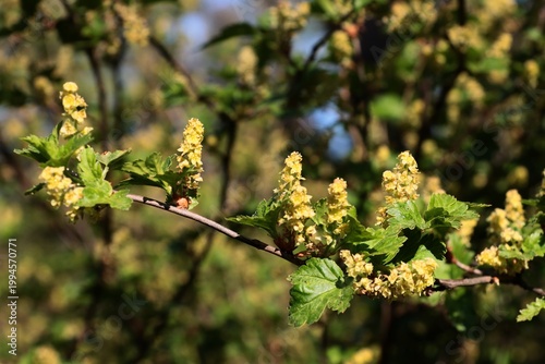 yellow flowers of Ribes Alpinum bush-Grossulariaceae Family at spring