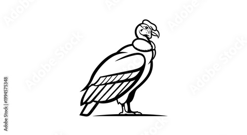 Black and white Andean condor illustration on white background