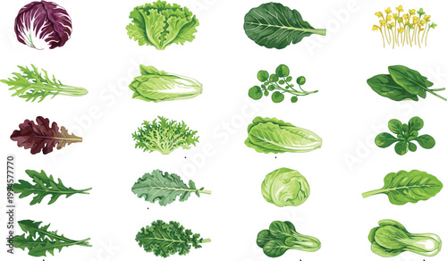 Leafy greens flat vector illustration featuring lettuce, cabbage, kale, spinach, arugula, bok choy, salad vegetables, healthy food design concept artworkLeafy greens flat vector illustration 