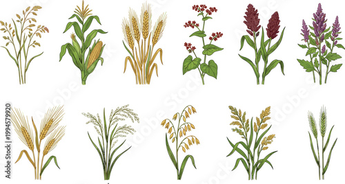 Cereal and grain flat vector illustration featuring millet, corn, wheat, buckwheat, sorghum, quinoa, barley, rice, oats, rye, agricultural food design concept
