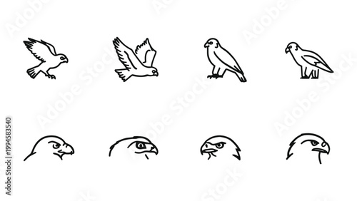 Avian Line Art Collection: A collection of stylized avian illustrations. This graphic set is ideal for logos, designs, or educational materials, capturing the essence of birds in a clean.