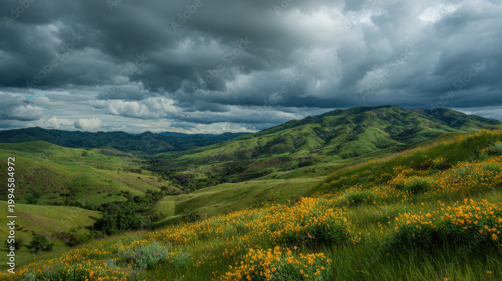Fototapeta premium Panoramic view of rolling green hills covered with yellow wildflowers under dramatic storm clouds in moody natural landscape