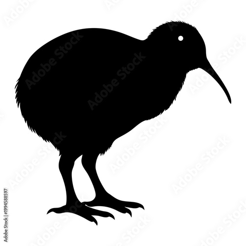 Kiwi Bird