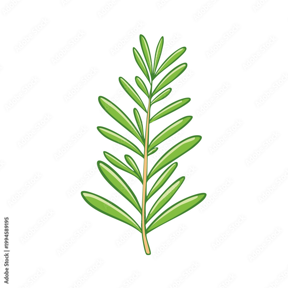 Fototapeta premium Vibrant Green Rosemary Herb Sprig Hand-Drawn Illustration Isolated on White