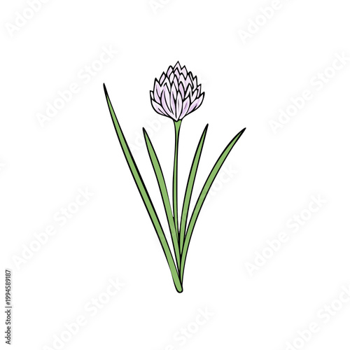 Delicate Hand-Drawn Illustration of a Single Chive Flower with Green Leaves