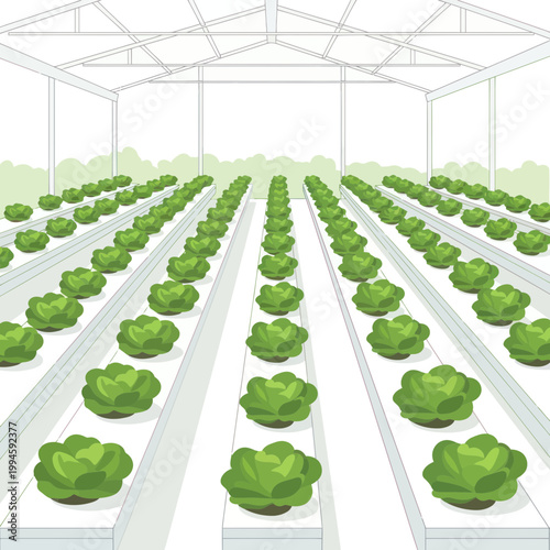 Hydroponic Greenhouse Farm with Rows of Lettuce Plants Growing