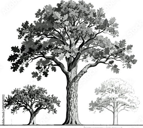 Isolated a realistic kinds of deferent Vector oak trees in elevation view for use in architectural drawings vector art with white background..