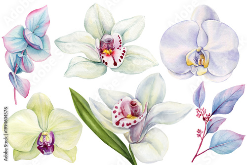Photos Orchid watercolor clipart set with cymbidium phalaenopsis pastel leaves and trop