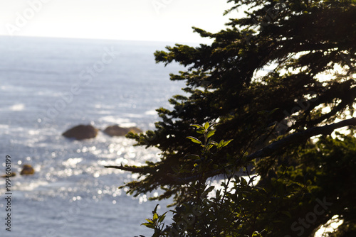 Sunlit coastal evergreen branches above Pacific Ocean at Cape Flattery Washington