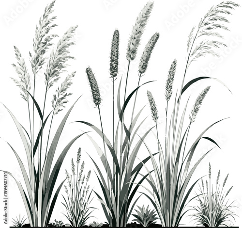 wheat ears isolated on white