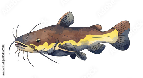 Brown Catfish Illustration with Yellow Stripe, Isolated on White Background