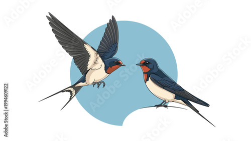 Two barn swallow birds, one flying and one perching, set against a circular blue background in an artistic style.