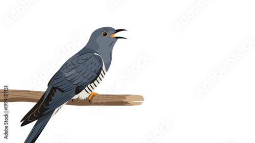 Cuckoo bird perching on a tree branch with its beak open as if singing or calling against a solid white background.