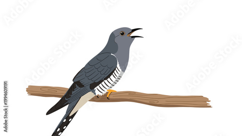 Common cuckoo bird with grey feathers and striped belly perched on a tree branch singing with an open beak in a natural wildlife setting.