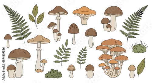 Mushrooms and Ferns Illustration.