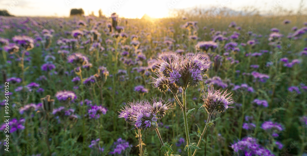 Obraz premium Agricultural field of purple flowers Phacelia tanacetifolia lacy phacelia blooming and attracting pollinators. Natural biodiversity, sustainable gardening and seed mix planting concepts
