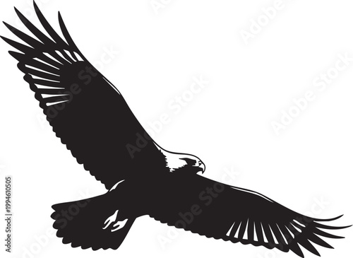 Black and white of a soaring eagle in flight bird of prey wings spread