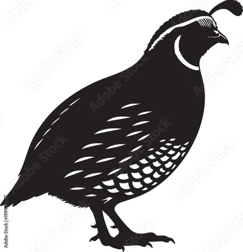 Black and white silhouette of a quail bird standing on one leg black silhouette white background