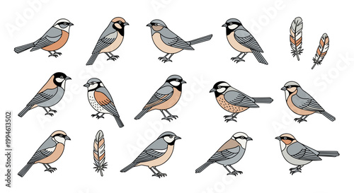 Birds Illustration Various Species.