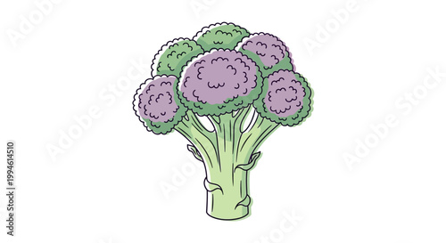 Purple Cauliflower Vegetable Fresh Produce.