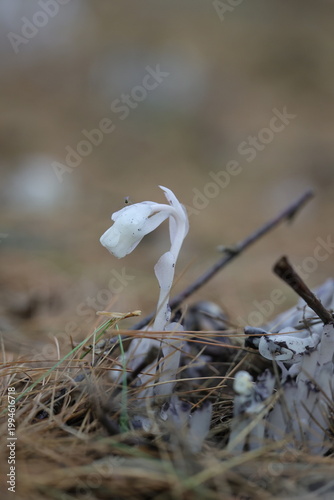 Magnifique champignon Monotrope uniflore, pipe indienne, avec une petite mouche dessus