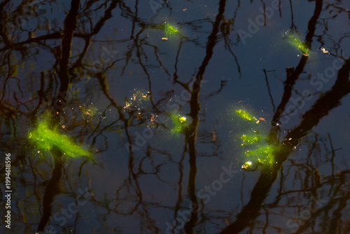 Bright green algae in dark water reflecting trees
