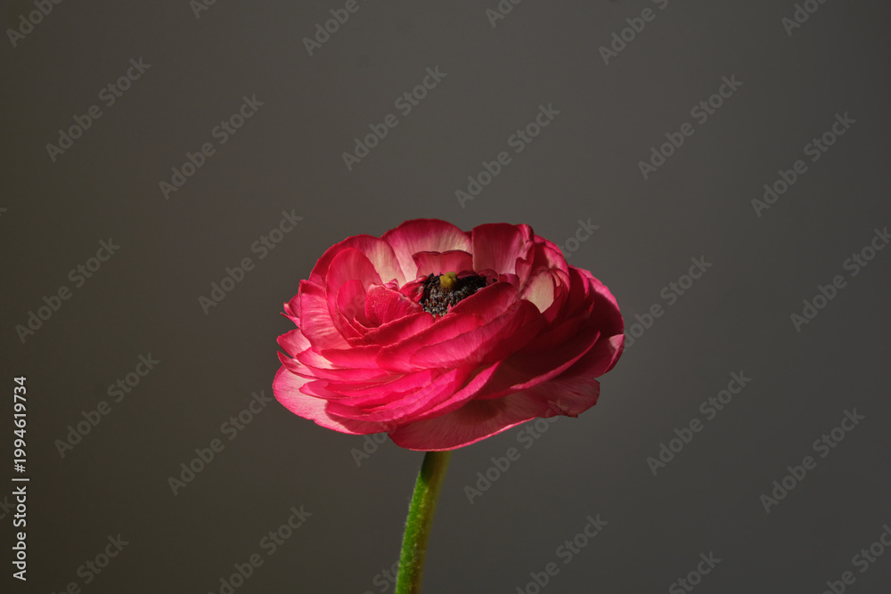 Fototapeta premium Single pink ranunculus flower on dark moody background, side view, soft natural light, minimal floral composition with copy space. 