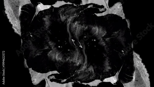 abstract background Black ink artistic flow splatter spots spills white paper beautiful reveal dripping streaks spread fluid ink alpha matte isolated watercolor ink drops transition real