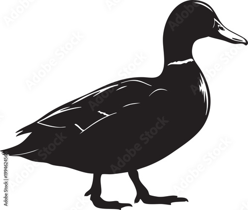 Silhouette of a sleek black duck in mid stride on a white background bird animal waterfowl