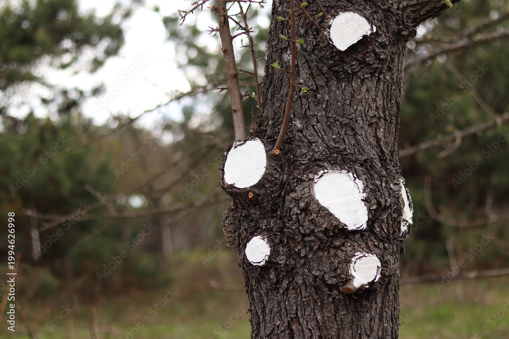 Obraz premium Tree trunk with trimmed branches painted white for protection. Spring gardening, tree care. Close-up of tree trunk after sanitary pruning. Cut areas covered with white paint to prevent disease