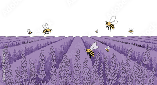 Bees flying over lavender field.