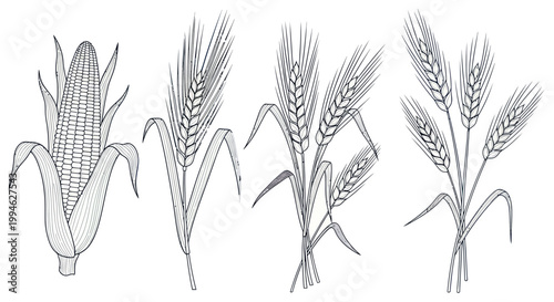 Corn and Wheat Stalks Illustration: Staple Grains Collection
