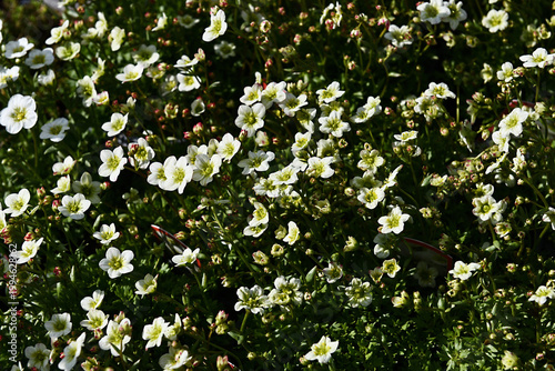A close-up of small white blossoms with delicate stamens creates a fresh spring scene full of texture and natural elegance. Focused on the center of the frame.