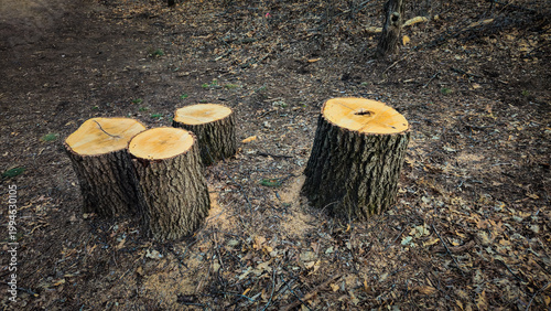 a group of tree stumps isolated in a forest area. environment background. forest health or industry concepts.