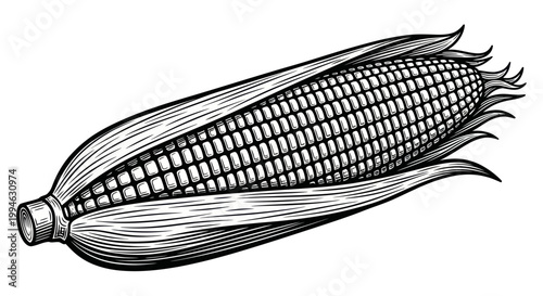 Vintage Corn Cob Illustration - Hand-Drawn Engraving Style
