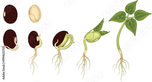 Bean seed germination process showing plant growth stages from seed to seedling