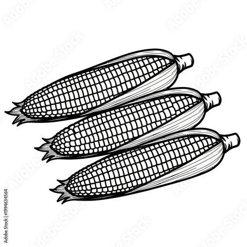 Three Corn Cobs, Hand-Drawn Style Illustration, Black and White