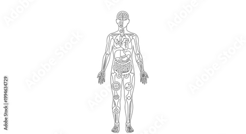 Human Anatomy Outline with Internal Organs and Body Systems