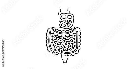 Human Digestive System Anatomy Illustration: Stomach, Small and Large Intestines