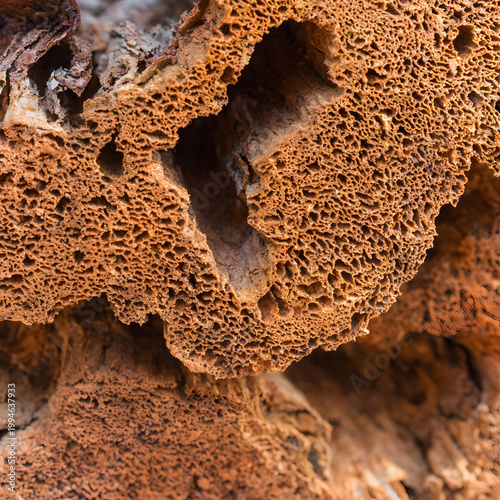 Fotografie Porous Wood Macro Background