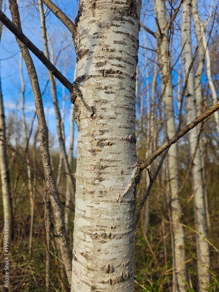 Fototapeta premium birch grove background. tree bark with natural texture and dark horizontal lenticels. Perfect for nature backgrounds, organic textures, and woodland environmental concepts.